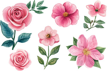 Pink Rose in Watercolor Style &ndash; Botanical Floral Element