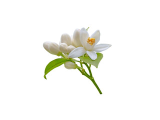 Bunch of white orange tree flowers, leaves and buds isolated transparent png. Citrus sinensis flowering plant.
