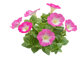 Petunia plant isolated transparent png. Pink flowers with white central part.