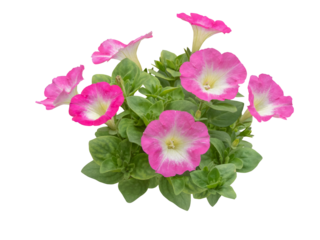 Petunia plant isolated transparent png. Pink flowers with white central part.
