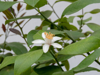 Lemon tree white flower and leaves. Citrus flowering plant.