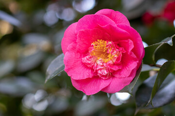 Camellia flower and leaves. Camellia japonica flowering plant. Beautiful bright pink flower with...
