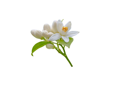 Fototapeta Bunch of white orange tree flowers, leaves and buds isolated transparent png. Citrus sinensis flowering plant.