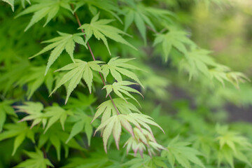 Palmate maple, Japanese maple, smooth Japanese maple or acer palmatum branches in the spring.