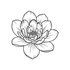 Elegant Lotus Flower Line Art Illustration on White Background