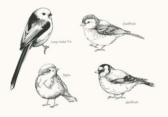 Hand Drawn Bird Collection Long-Tailed Tit, Chaffinch, Robin & Goldfinch