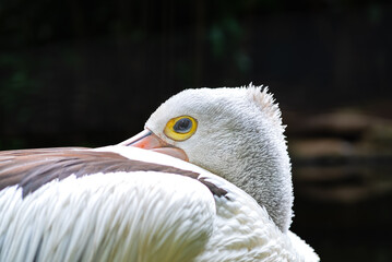 A close-up of a pelican's head with striking focus on its beak, eye, and detailed feathers, blending white and brown tones, set against a dark background that enhances its features.
