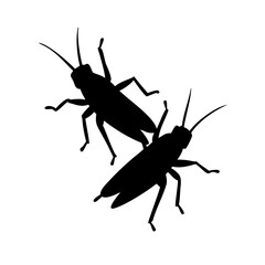 black bug isolated on white