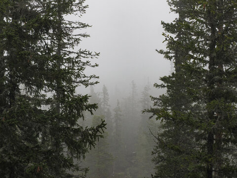 Misty forest view through pine trees in Norway