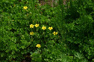 Creeping wood-sorrel flowers. Oxalidaceae perennial plants. They grow along roadsides and bloom with five-petal yellow flowers from spring to autumn.