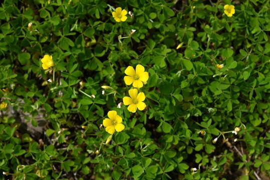 Creeping wood-sorrel flowers. Oxalidaceae perennial plants. They grow along roadsides and bloom with five-petal yellow flowers from spring to autumn.