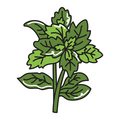 Basil, hand drawn doodle illustration, vector