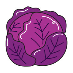 purple cabbage, hand drawn doodle illustration, vector