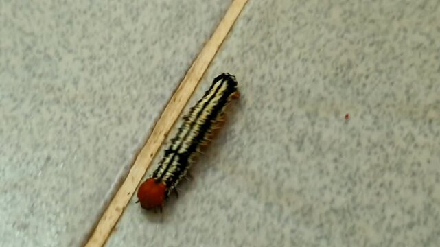 Striking caterpillar with bold black and white stripes and a vibrant orange head on a tiled surface