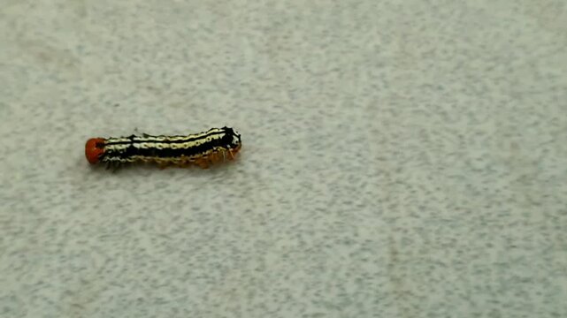 Striking caterpillar with bold black and white stripes and a vibrant orange head on a tiled surface