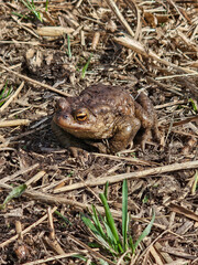 Common toad close-up on the sun trail