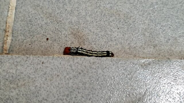 Striking caterpillar with bold black and white stripes and a vibrant orange head on a tiled surface
