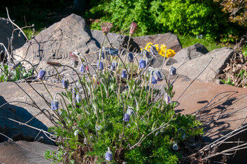 Akureyri Iceland, flowering pulsatilla albana in rock garden