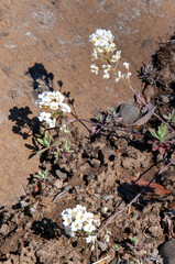 Akureyri Iceland, flowering schivereckia doerfleri in rock garden.