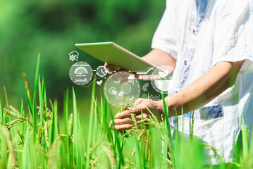 A person uses a digital tablet in a rice field, applying smart agriculture technology for...
