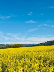 Obraz premium rape seed field