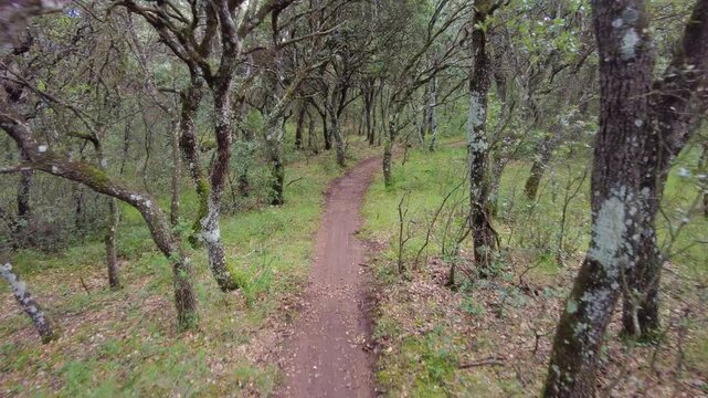 Winding trail through lush green forest
