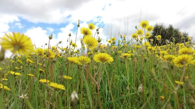 Yellow dandelion flowers growing in a field under blue sky