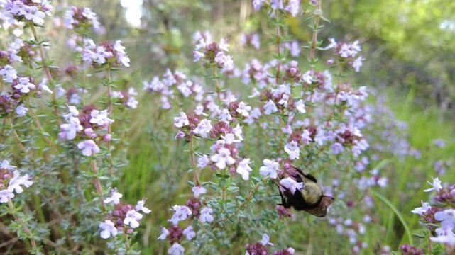 Bumblebee gathering pollen from thyme flowers