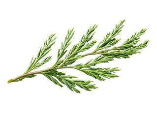 Fototapeta premium Vibrant Green Sprig with Delicate Feathery Foliage on Transparent Background, PNG