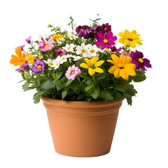 Vibrant Summer Flower Pot: Colorful Blooms in Terracotta Planter on white background