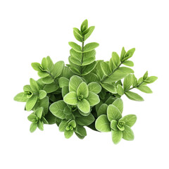 Fototapeta premium Lush green plant vibrant leaves healthy foliage nature growth botanical beauty