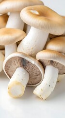 Fresh Mushrooms Close Up