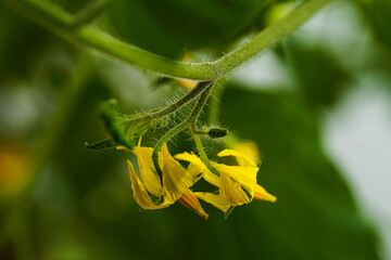 Tomatoes flowers organic food on mother plant in the garden