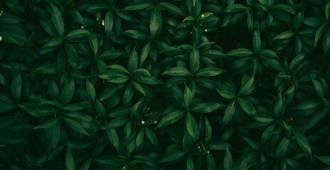 Dark green jungle leaves background