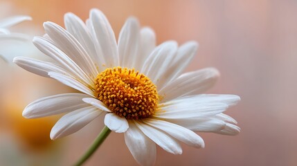Fototapeta premium Close-up of a white daisy (1)
