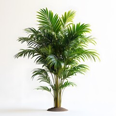 Obraz premium Palm tree