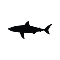 shark vector illustration