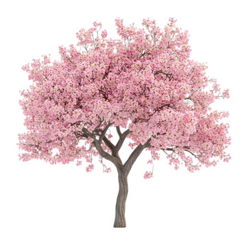 Beautiful Pink Cherry Blossom Tree Image on white background