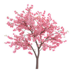 Beautiful Pink Cherry Blossom Tree in Full Bloom on white background