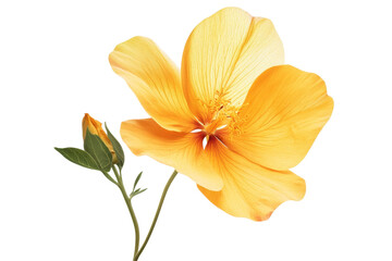 Elegant flower art illustration featuring botanical elements presented clearly on a clean white background