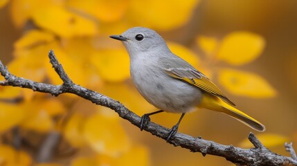 Fototapeta premium A small bird sitting on a branch with yellow leaves