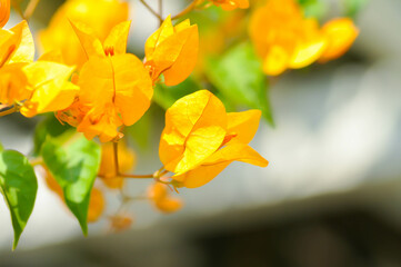 Bougainvillea or paper flower , yellow paper flower
