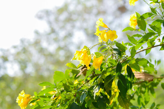 Trumpet vine, Yellow, Yellow bell or Yellow elder or  tecoma stans and sky