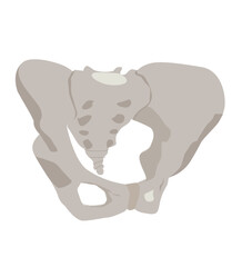 vektor The coccyx is a triangular arrangement of bone located at the bottom of the spine, tailbone, 