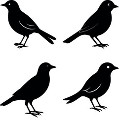 bird-vector-silhouette illustration
