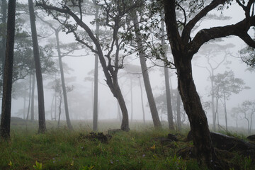 In the rainforest, the green trees rose from the fog, their towering presence against the mountain creating a breathtaking landscape that showcased the raw beauty of nature and forest.