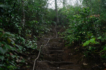 In the park, a rock sat surrounded by trees, their green leaves turning gold as fall arrived, creating a stunning landscape that celebrated the beauty of nature in the forest.