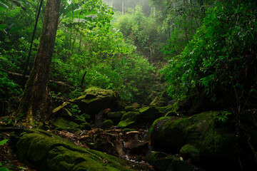 In the park, a rock sat surrounded by trees, their green leaves turning gold as fall arrived, creating a stunning landscape that celebrated the beauty of nature in the forest.