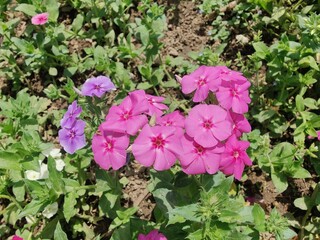 Phlox drummondii or the annual phlox flowers 
