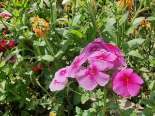 Phlox drummondii or the annual phlox flowers 
